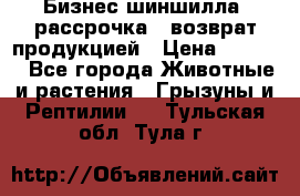 Бизнес шиншилла, рассрочка - возврат продукцией › Цена ­ 4 500 - Все города Животные и растения » Грызуны и Рептилии   . Тульская обл.,Тула г.